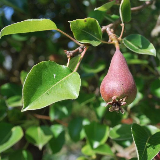 Pyrus communis